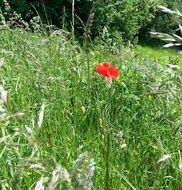 Red poppy flower on the green meadow
