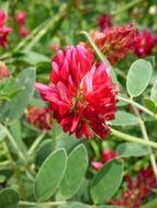 bright red flowering of the plant