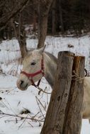 horse behind the tree