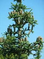 cones on top of spruce against the blue sky