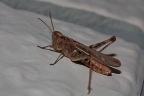 grasshopper insect closer view