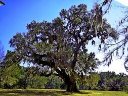 big old tree in the park