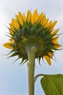 sunflower from below view