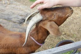 hand stroking goat
