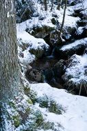 creek in a winter forest