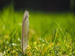 free standing bird feather in spring grass