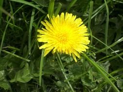 closeup picture of Yellow dandelion flower on a meadow