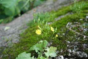 macro photo of yellow forest flower