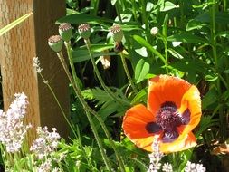 poppy flower in the garden