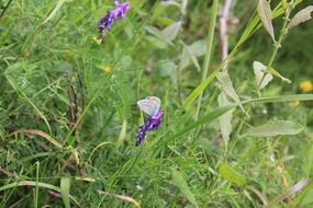 butterfly on a flower in a green meadow