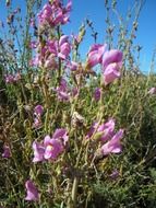 loewenmaeulchen is a herbaceous plant