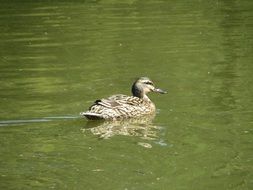 duck swimming on a lake with green water