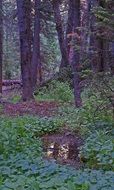 Puddle in a forest