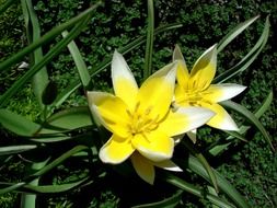 closeup photo of unusually beautiful tulips