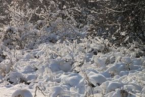 frozen branches in the snow in winter