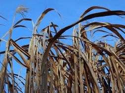 dry reed leaves