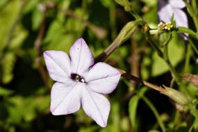 white flowers with a purple tint under the sun