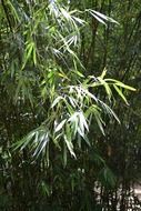 bamboo trees in the bright sun in sri lanka