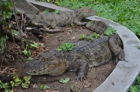 alligator zoo