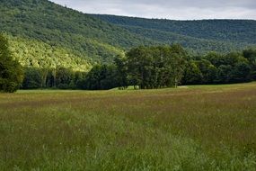 meadow at forested mountains, summer landscape