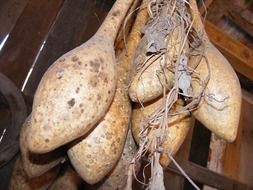 dried pumpkins closeup