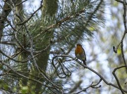 robin perched on pine