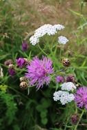cute meadow flowers
