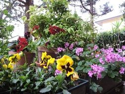 variety of flowers in the garden close up