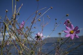 blooming flowers against the lake