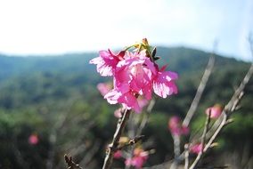 pink cherry flowers on twig