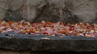 autumn foliage on a stone pavement