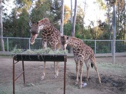 giraffe zoo feeding