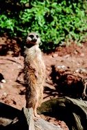 curious cute meerkat in the zoo