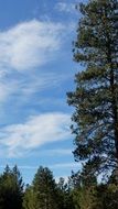 landscape of tall tree against blue sky