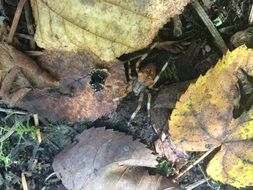 closeup photo of Big spider in a forest