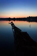 rotten log on water at summer sunset