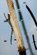 wooden Bamboo near the lake