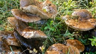 withered forest mushrooms