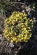 yellow flowers in the valley
