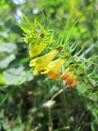 melampyrum pratense is an annual herb on a blurred background