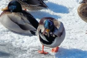 mallard in winter