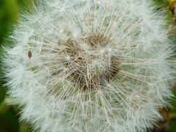 fluffy dandelion as a decoration of nature