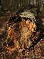 rotten tree trunk