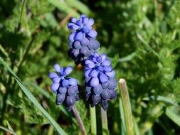 Blue flowers in the garden in spring