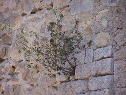 dry plant in the stone wall