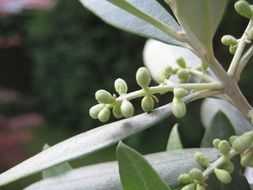 Macro photo of the olive