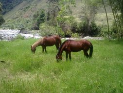 two brown horses on a green meadow