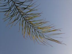 green leaf of palm tree against blue sky