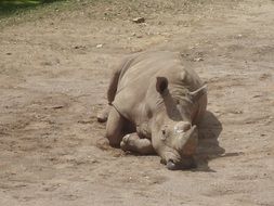 cute rhino animal in africa zoo portrait