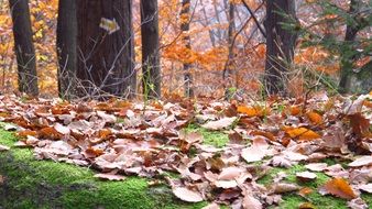 brown autumn foliage on green moss